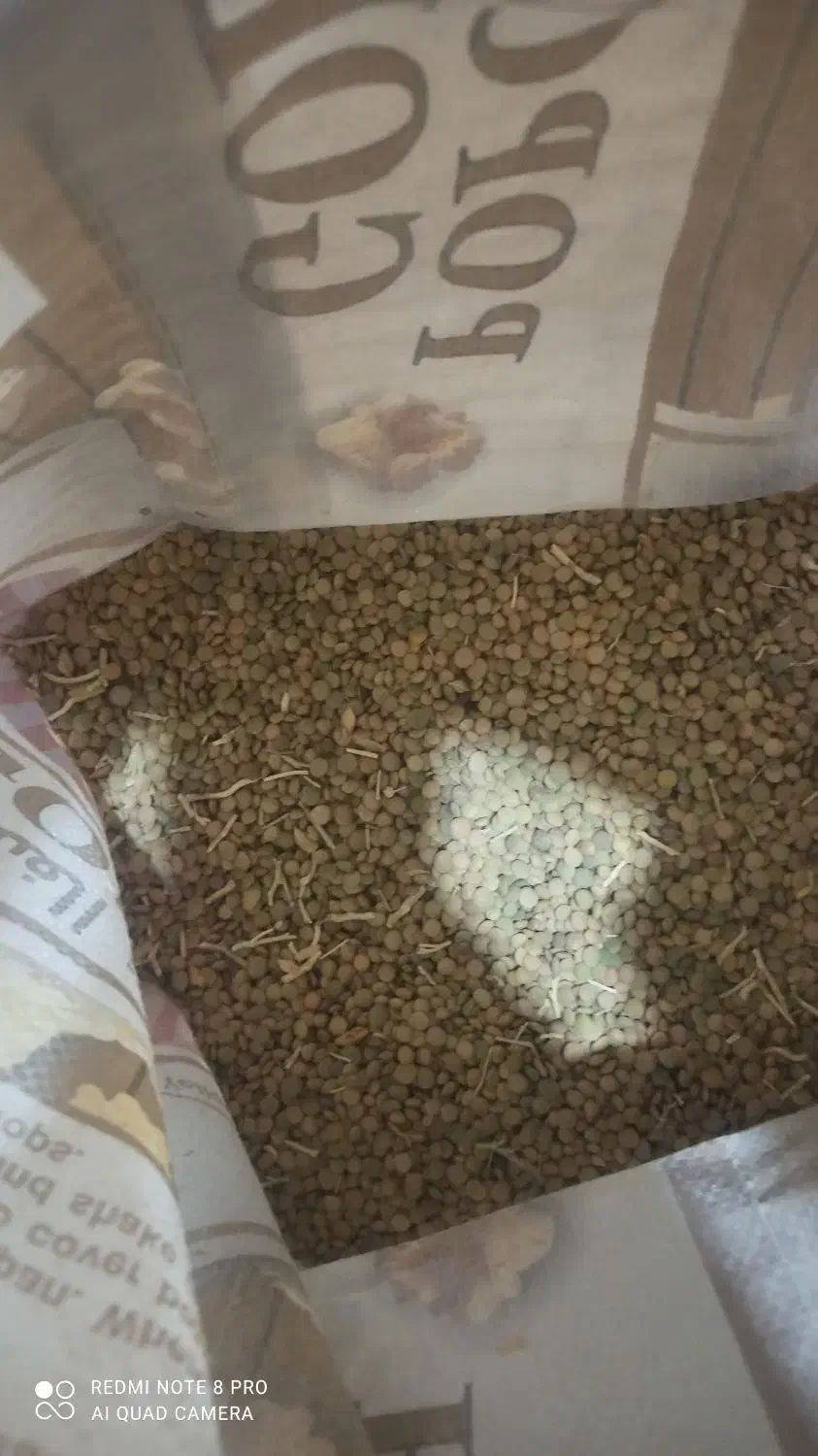 نخود و عدس|حراج|بزینه رود, |دیوار