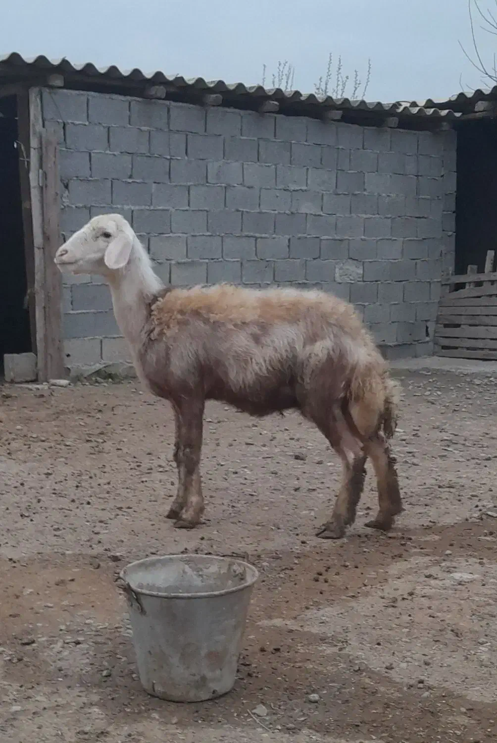 گوسفند|حیوانات مزرعه|سیمین شهر, |دیوار