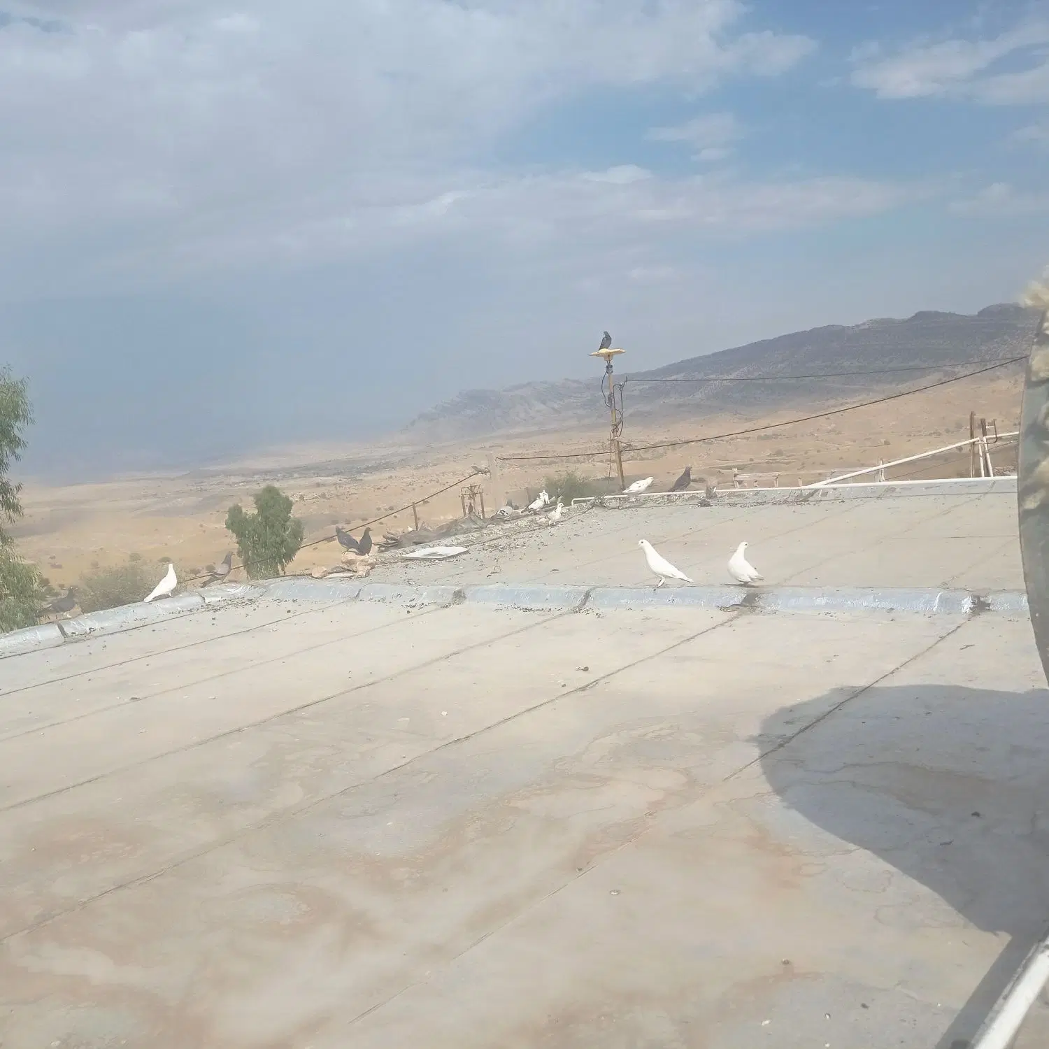 11111|پرنده|اندیکا, |دیوار