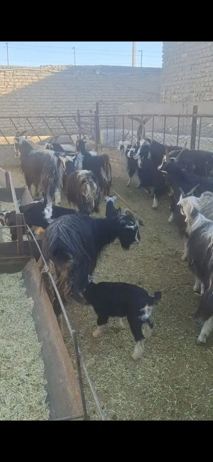 ۳۵راس بز|حیوانات مزرعه|پیشوا, |دیوار