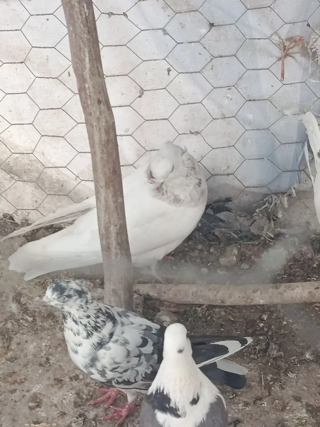 کفتر|پرنده|باقرشهر, |دیوار