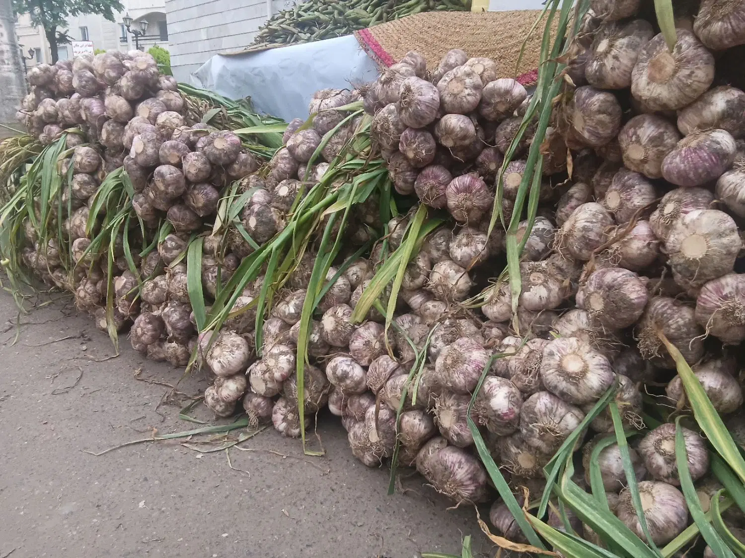 سیر طارم|خوردنی و آشامیدنی|رشت, خمیران زاهدان|دیوار