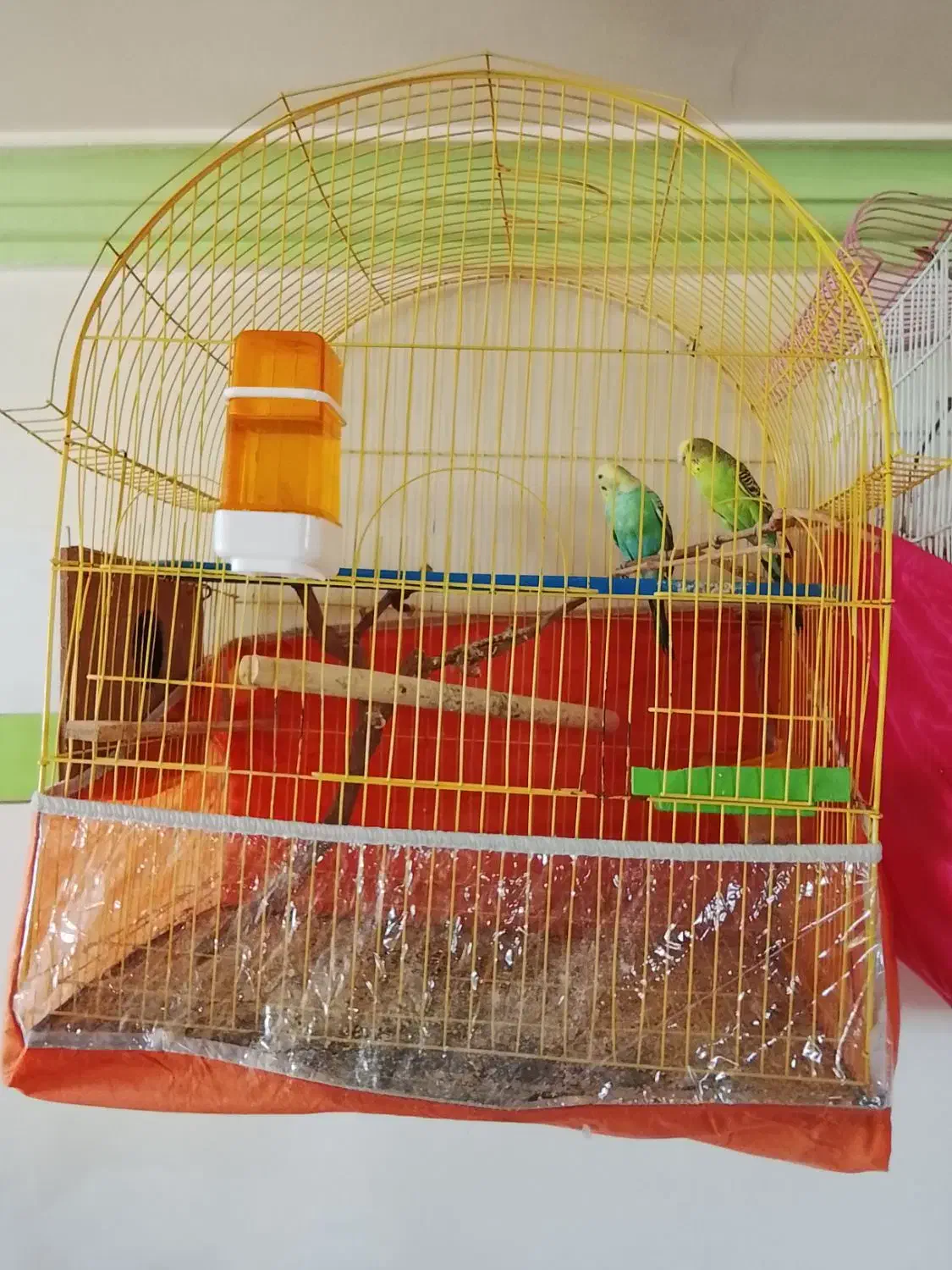 مرغ عشق|پرنده|سلماس, |دیوار