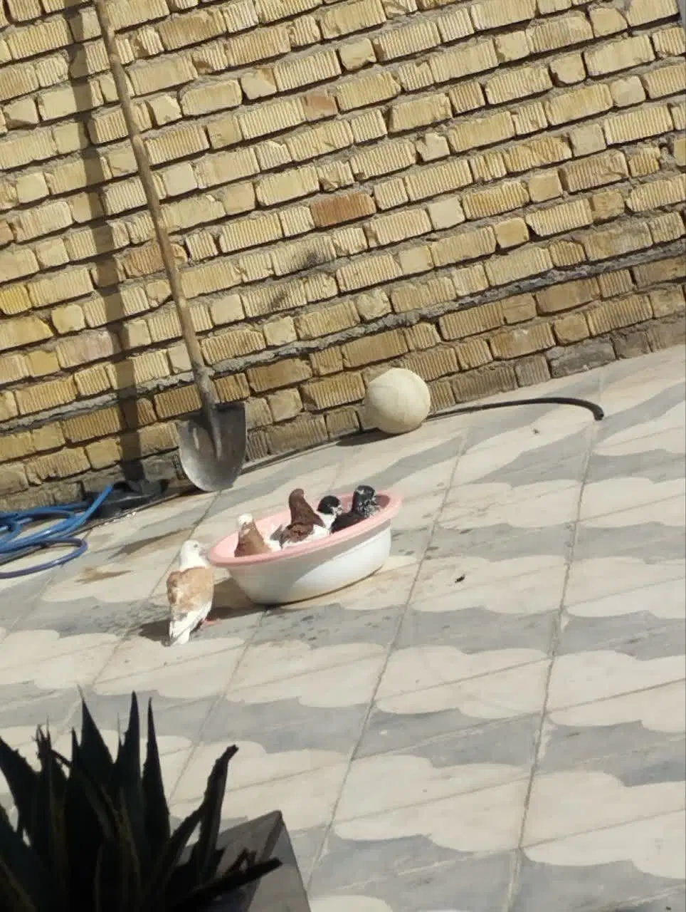 کبوتر|پرنده|فسا, |دیوار