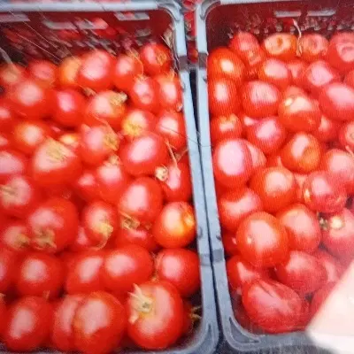 گوجه ربی|خوردنی و آشامیدنی|قرق, |دیوار
