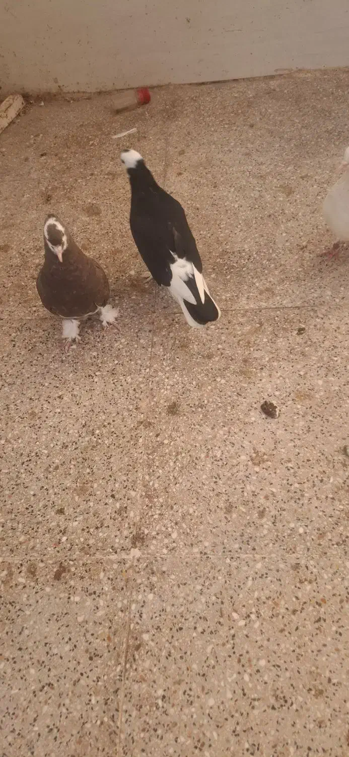 میناب|پرنده|میناب, |دیوار