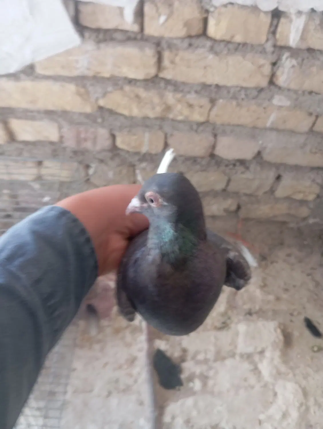 سیاه|پرنده|فارسان, |دیوار