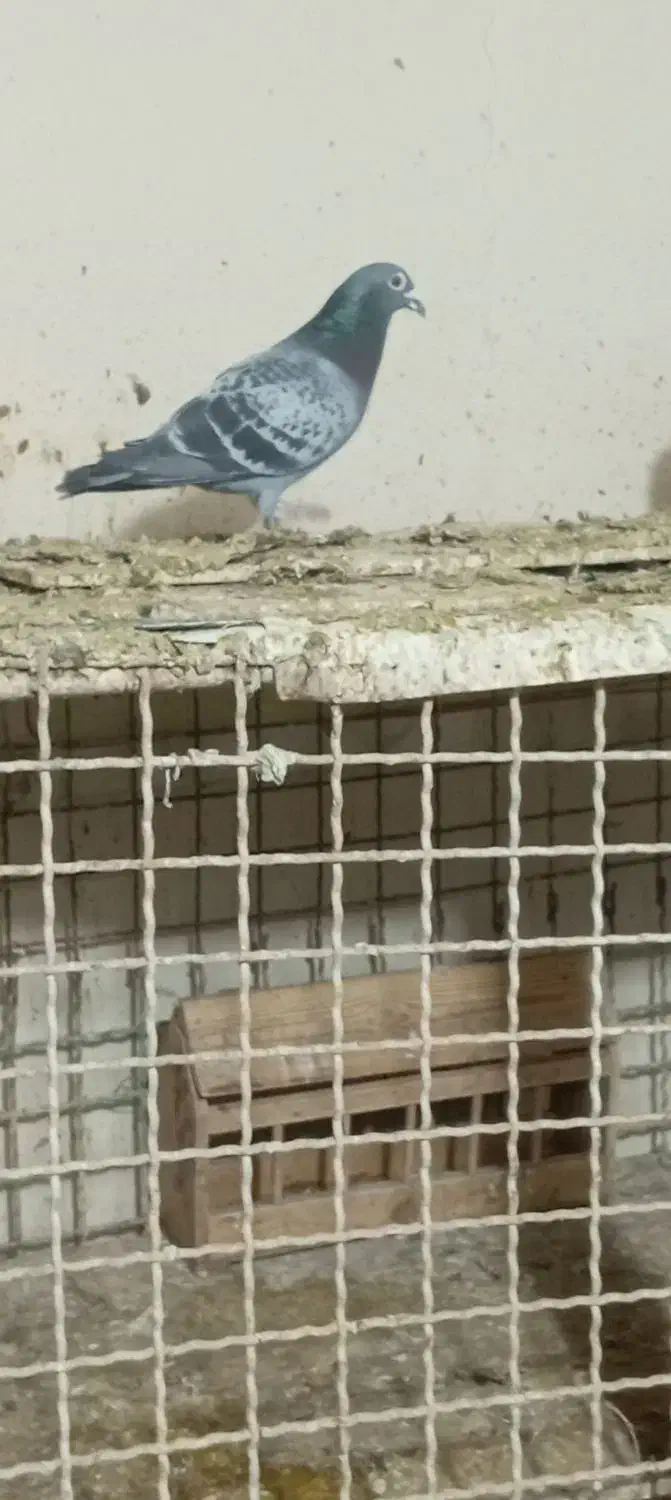 جفت پلاکی|پرنده|مسجد سلیمان, |دیوار