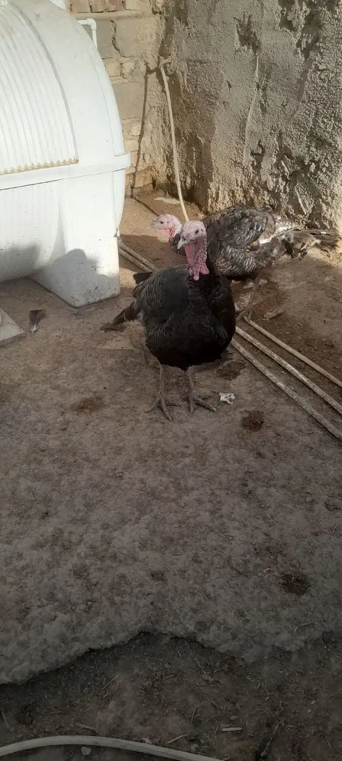 بوقلمون|حیوانات مزرعه|هیرمند, |دیوار