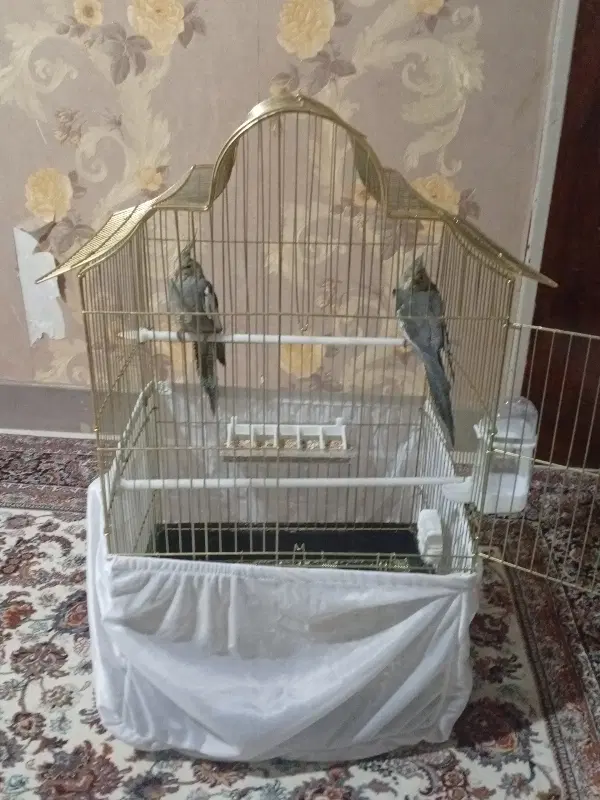 نروماده|پرنده|گلپایگان, |دیوار