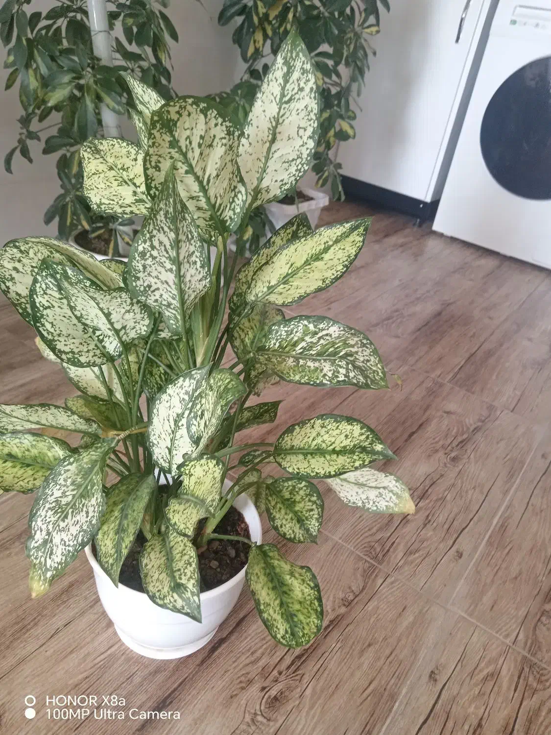 گل سرحال|گل و گیاه طبیعی|نیشابور, مازول|دیوار