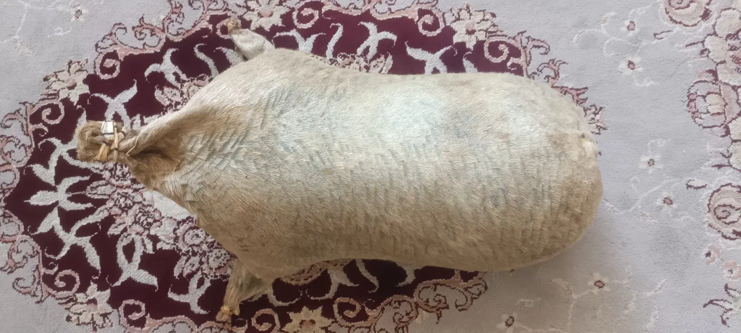 هیزه|خوردنی و آشامیدنی|کوهدشت, |دیوار