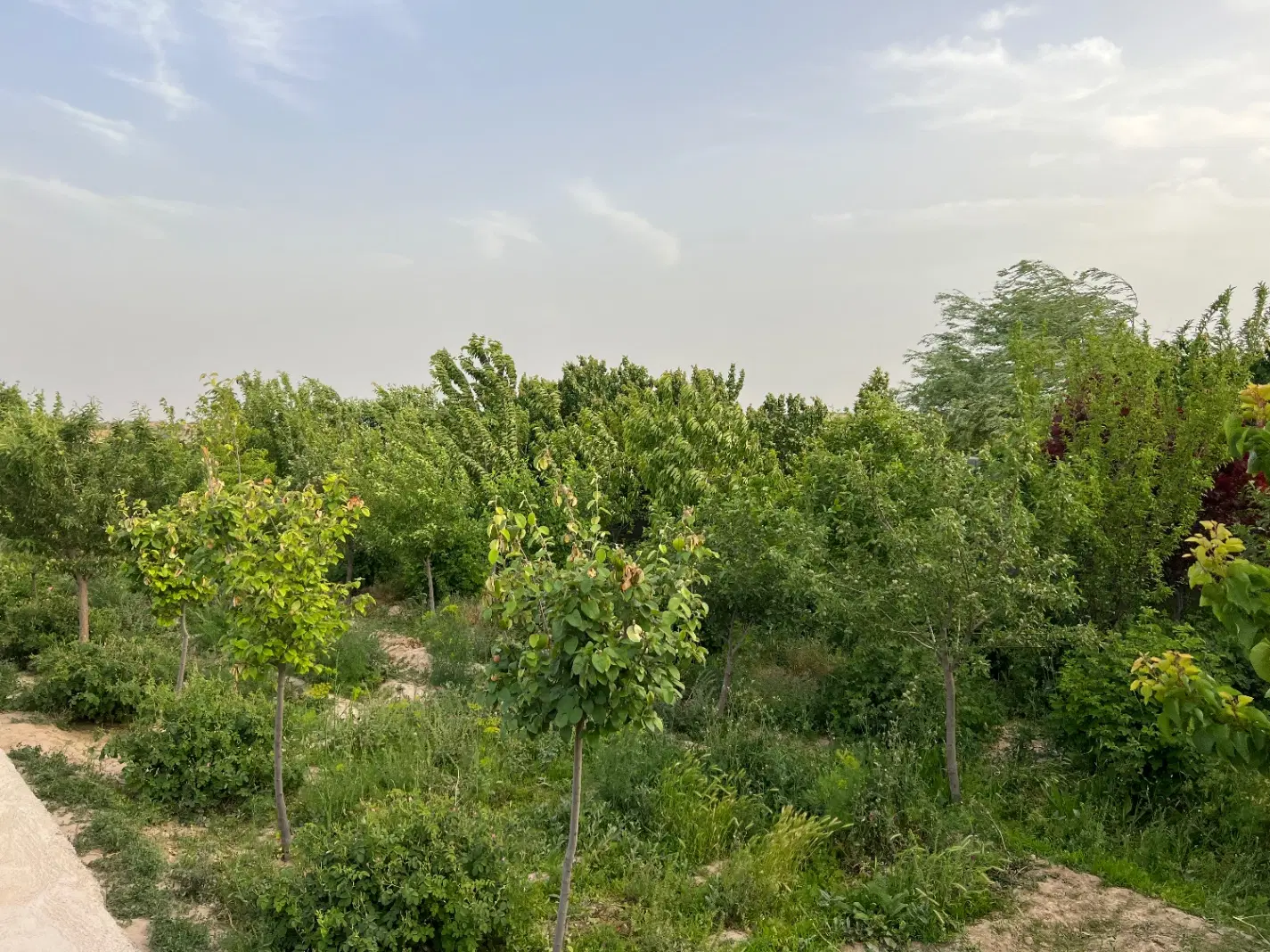 تصویر 11