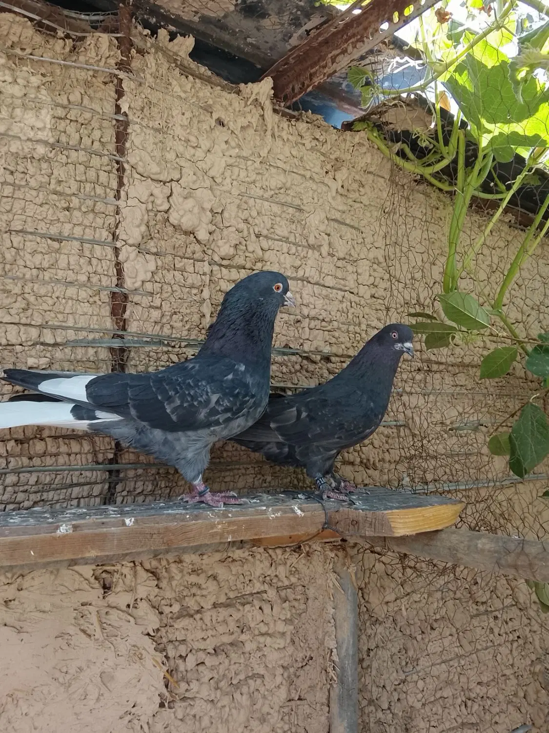 کفتر|پرنده|رودهن, |دیوار
