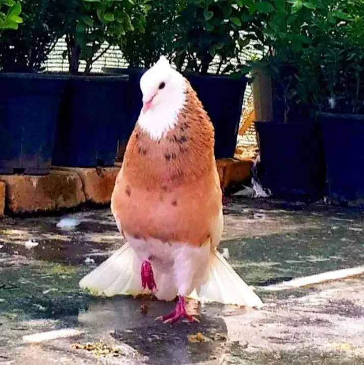 کفتر|پرنده|مسجد سلیمان, |دیوار