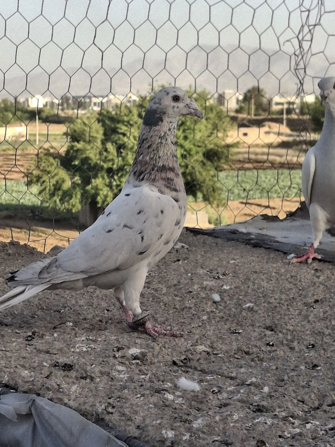 کبوتر|پرنده|شیراز, تل حسینآباد|دیوار