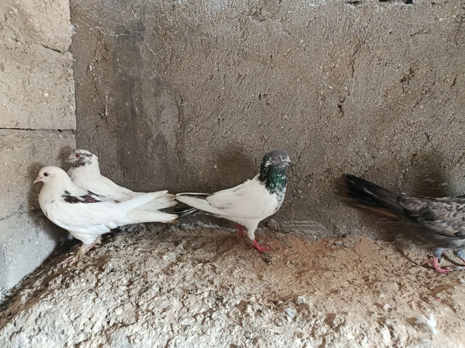 کفتر|پرنده|قشم, |دیوار