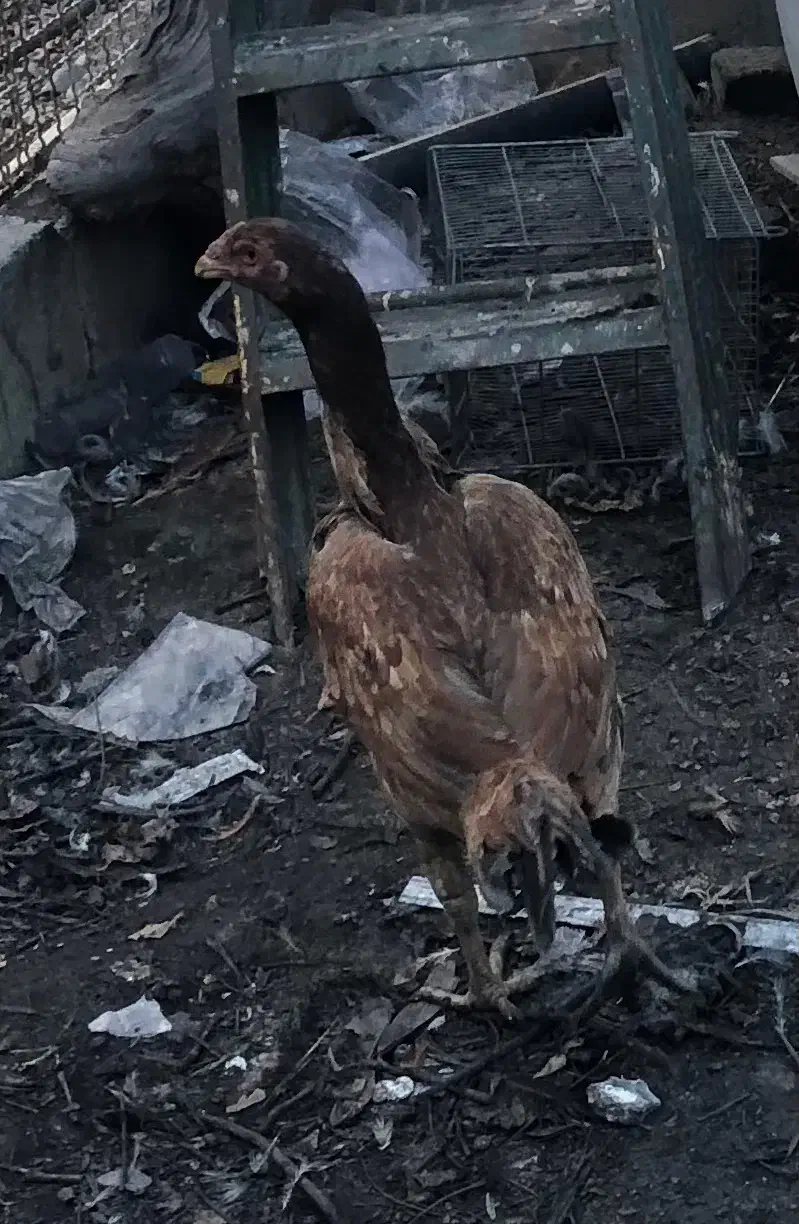 مرغ لاری|حیوانات مزرعه|هشتگرد, تهران دشت|دیوار