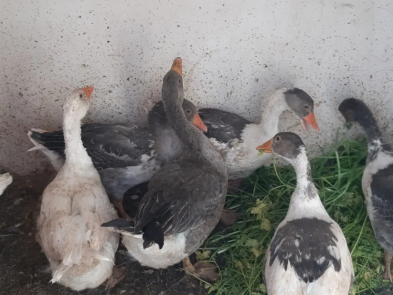 غاز|حیوانات مزرعه|کرمان, |دیوار