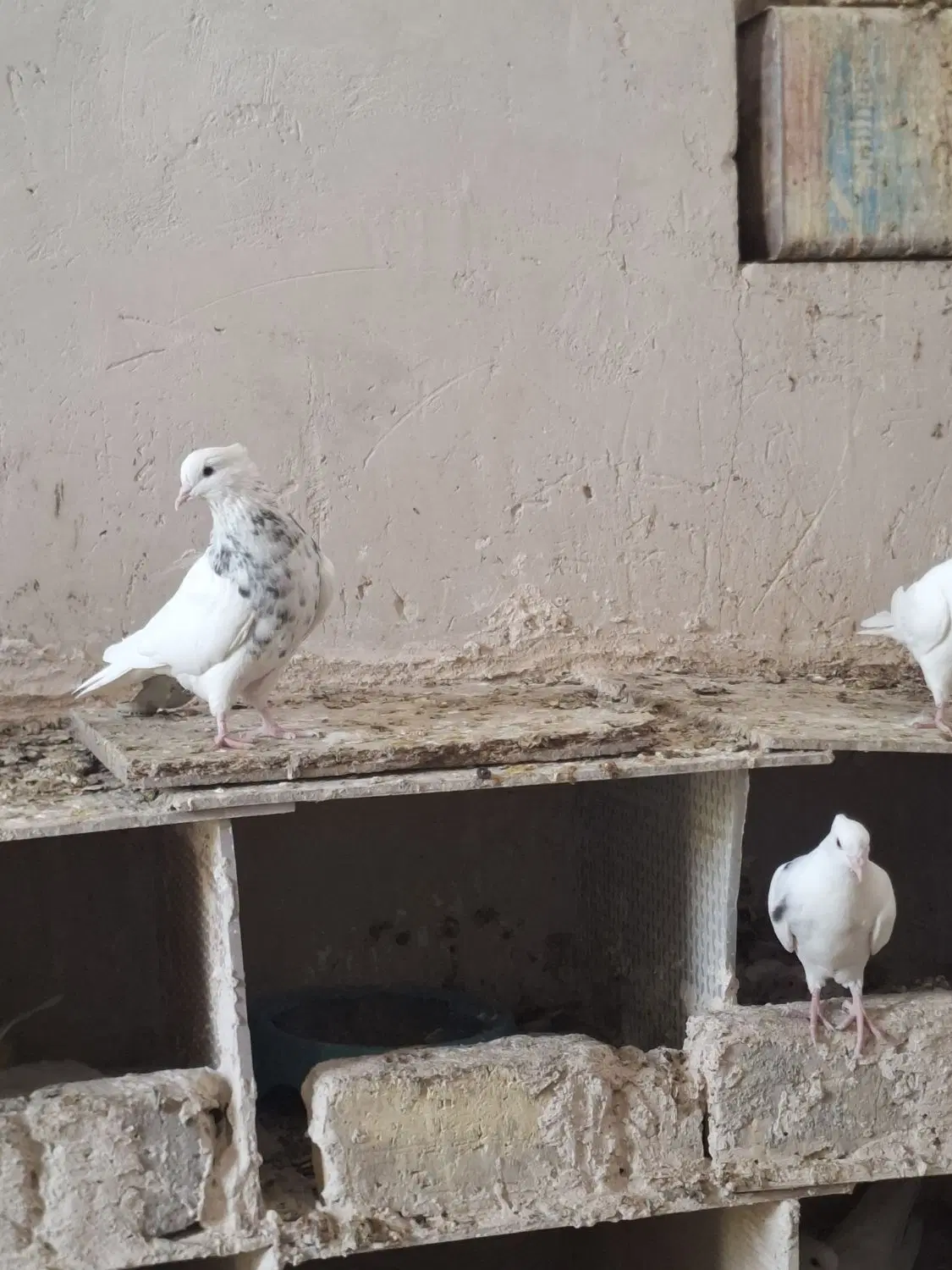 طوقی|پرنده|رودشت (اصفهان), |دیوار