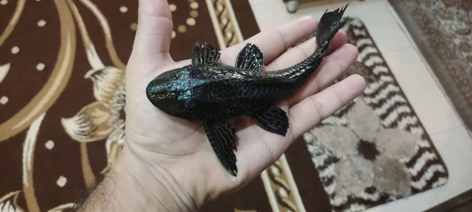 کت اسپرت|ماهی|خمینی‌شهر, |دیوار