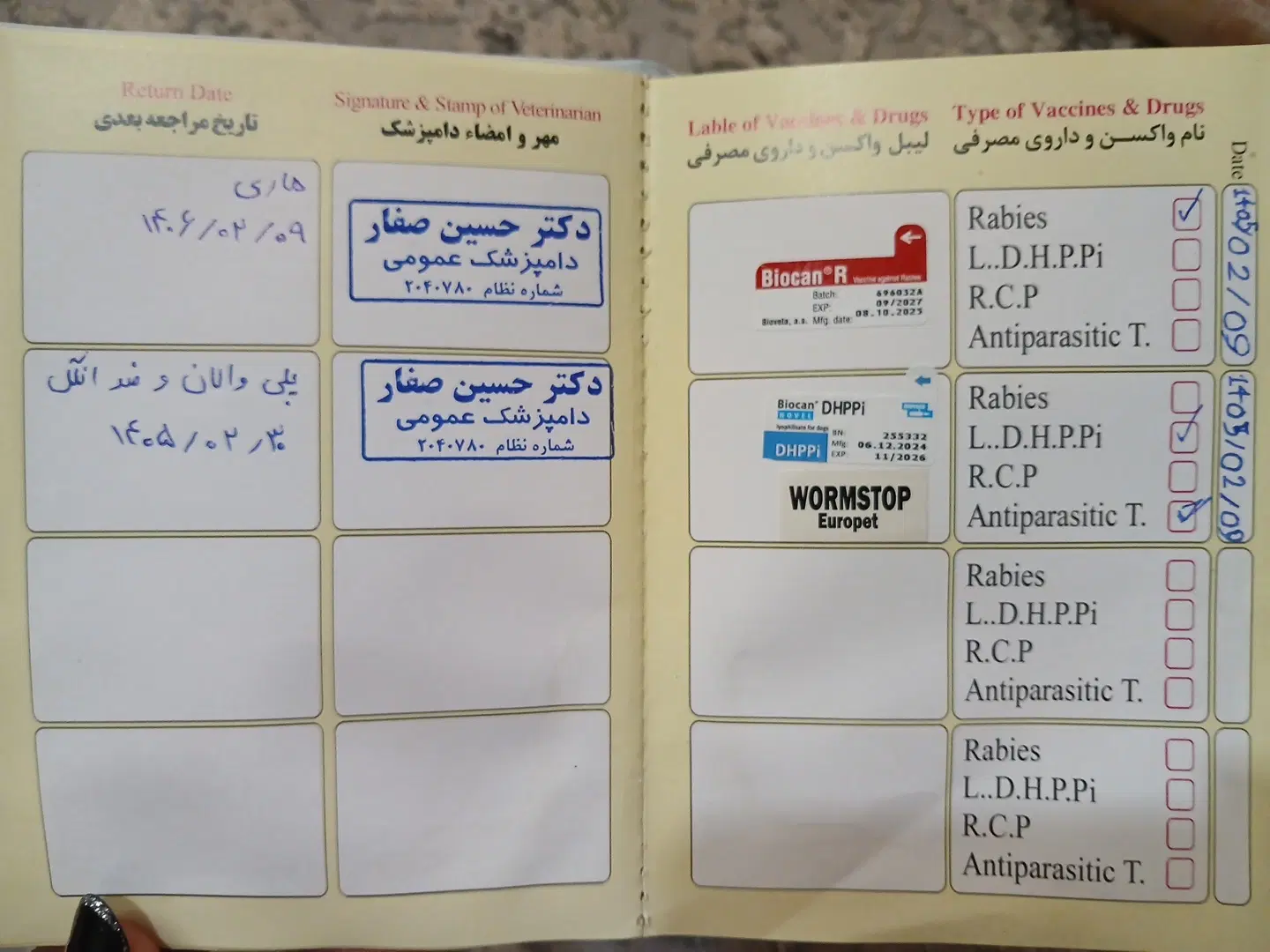 توله سگ|سگ|یزد, |دیوار