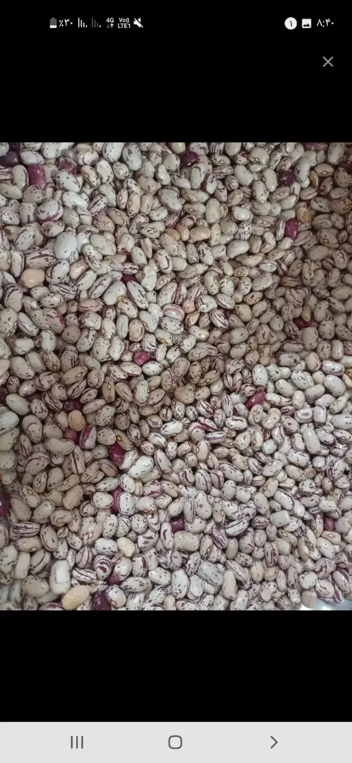 لوبیا چیتی|خوردنی و آشامیدنی|قصابه, |دیوار