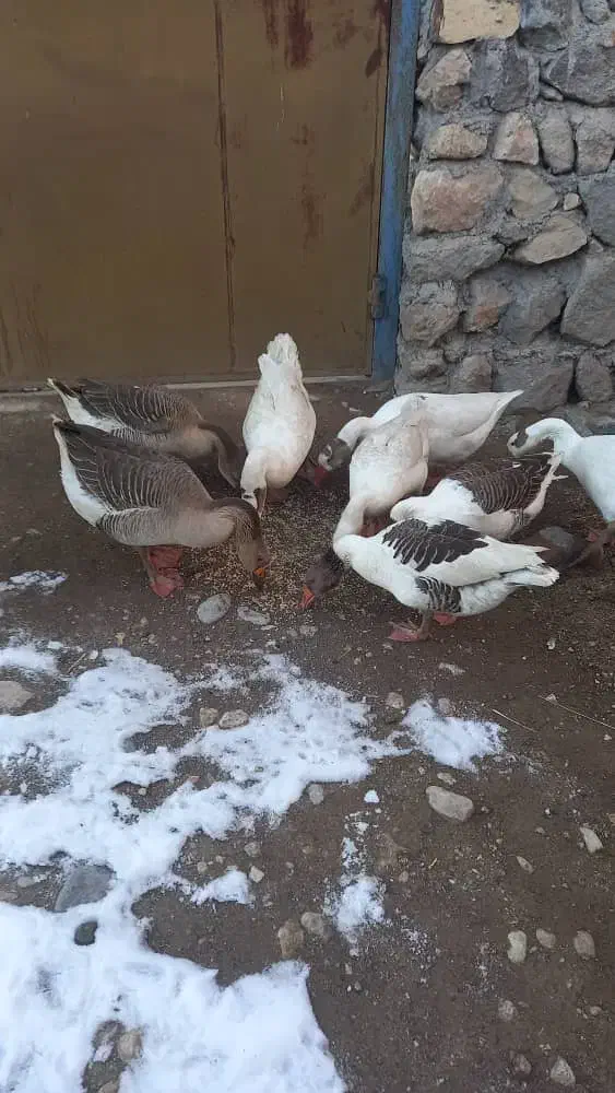 غاز محلی|حیوانات مزرعه|سرعین, |دیوار