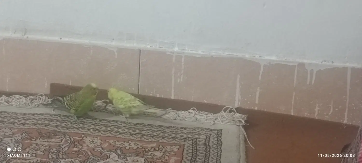 مرغ عشق|پرنده|مشهد, کشف|دیوار