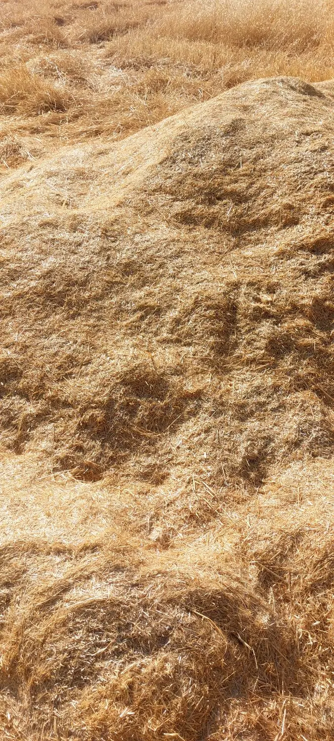 کاه|عمده‌فروشی|سیوان, |دیوار