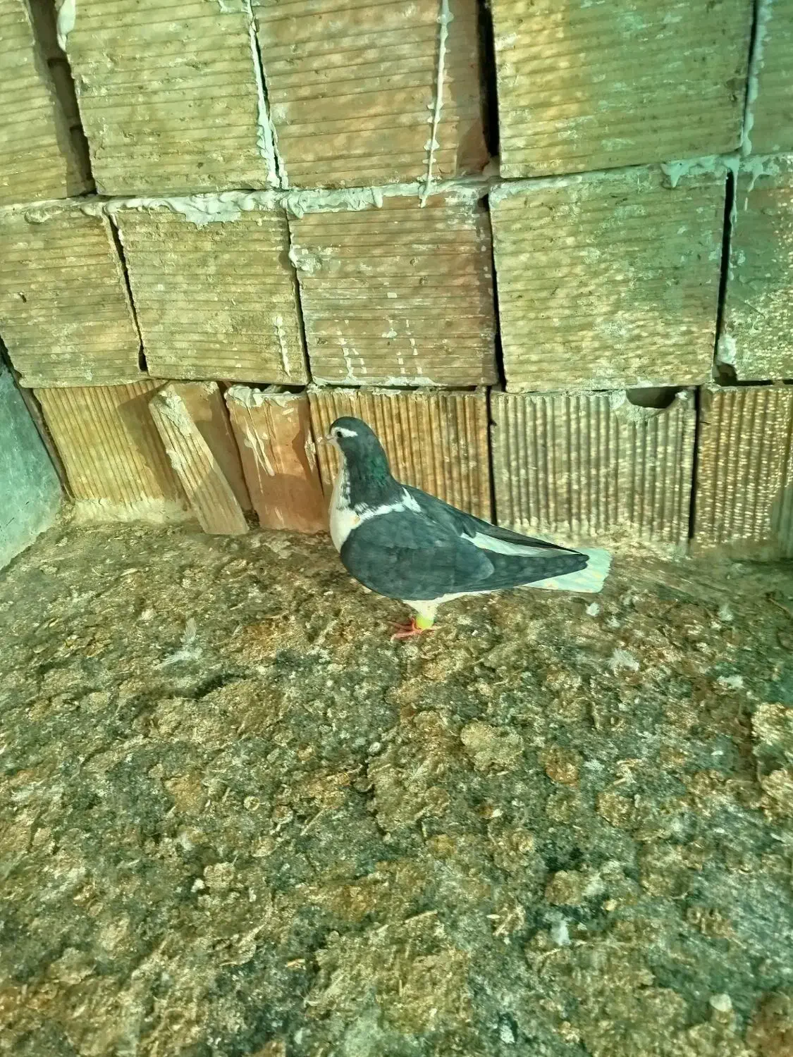 کبوتر|پرنده|شیروان (خراسان), |دیوار