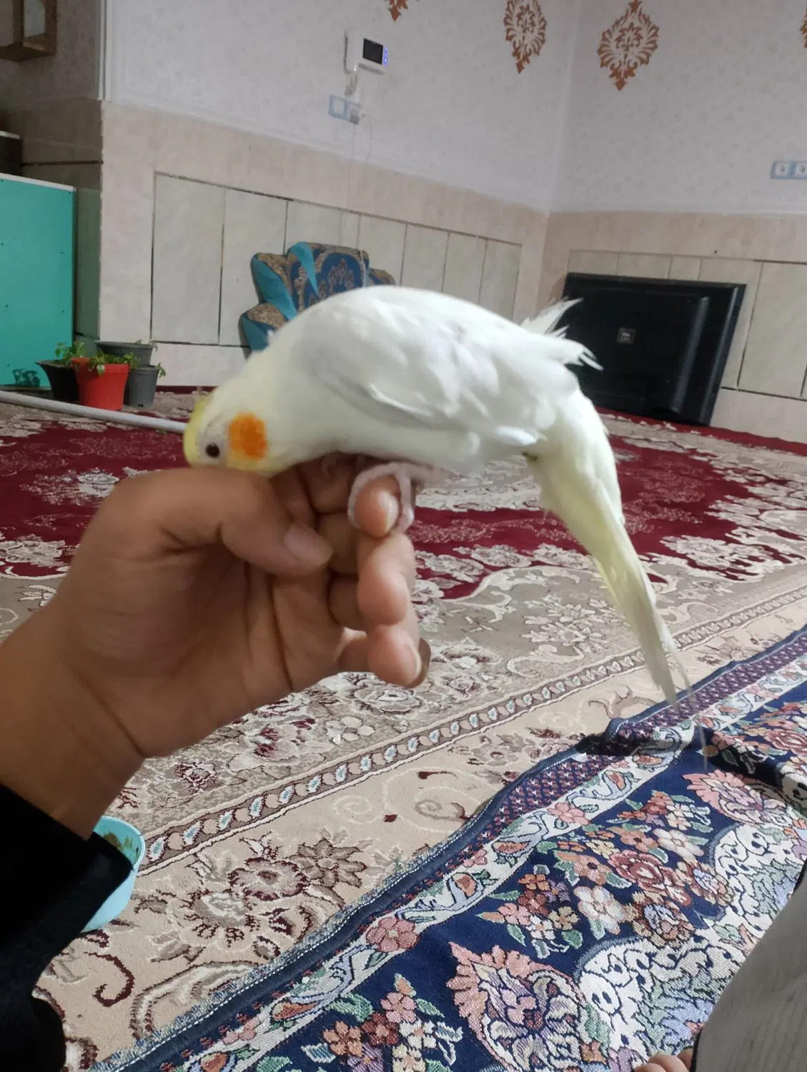 مرغ عشق|پرنده|زاهدان, |دیوار