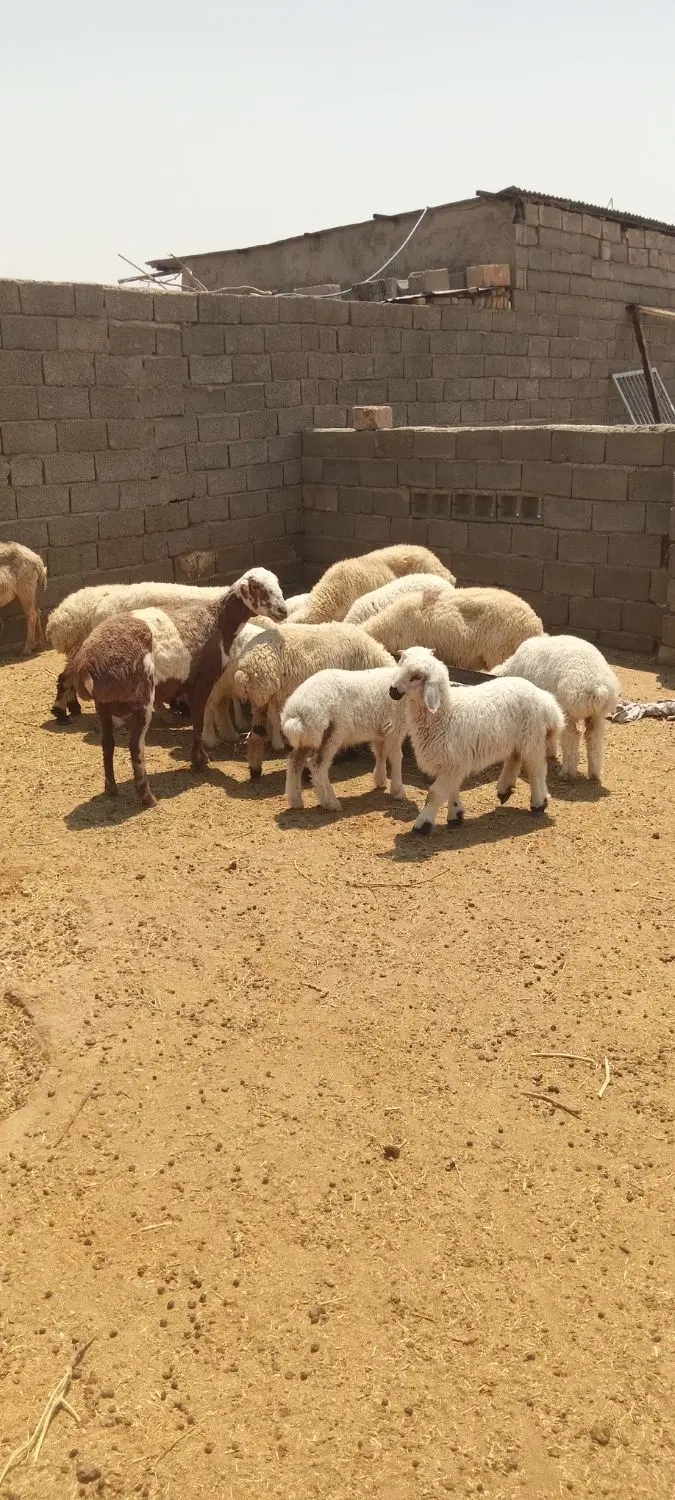 میش|حیوانات مزرعه|سیرجان, |دیوار