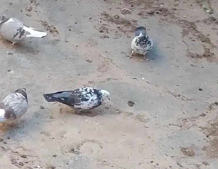 کبوترگمشده|پرنده|ایجرود, |دیوار