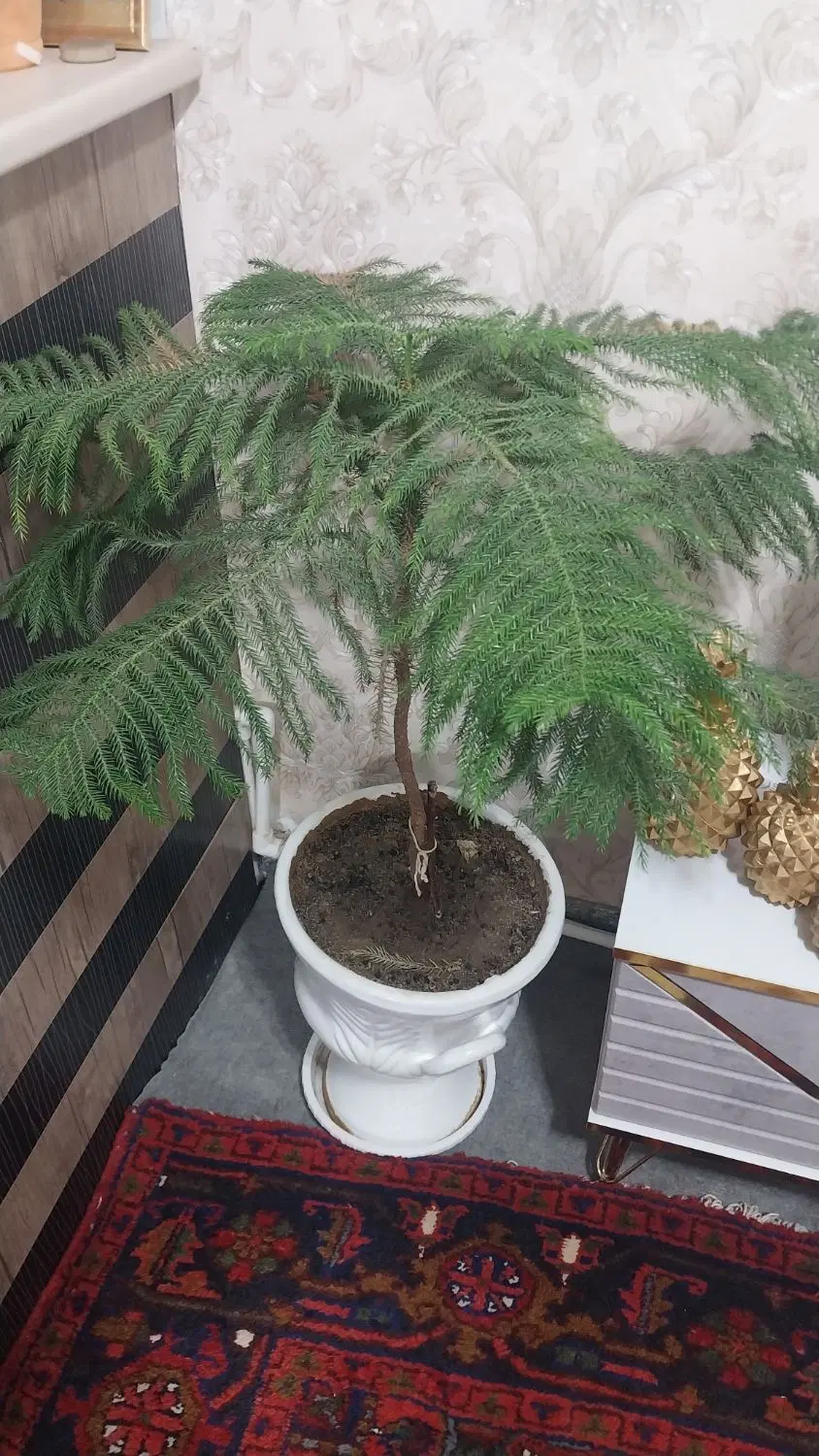 گل مطبخ|گل و گیاه طبیعی|اسکو, |دیوار