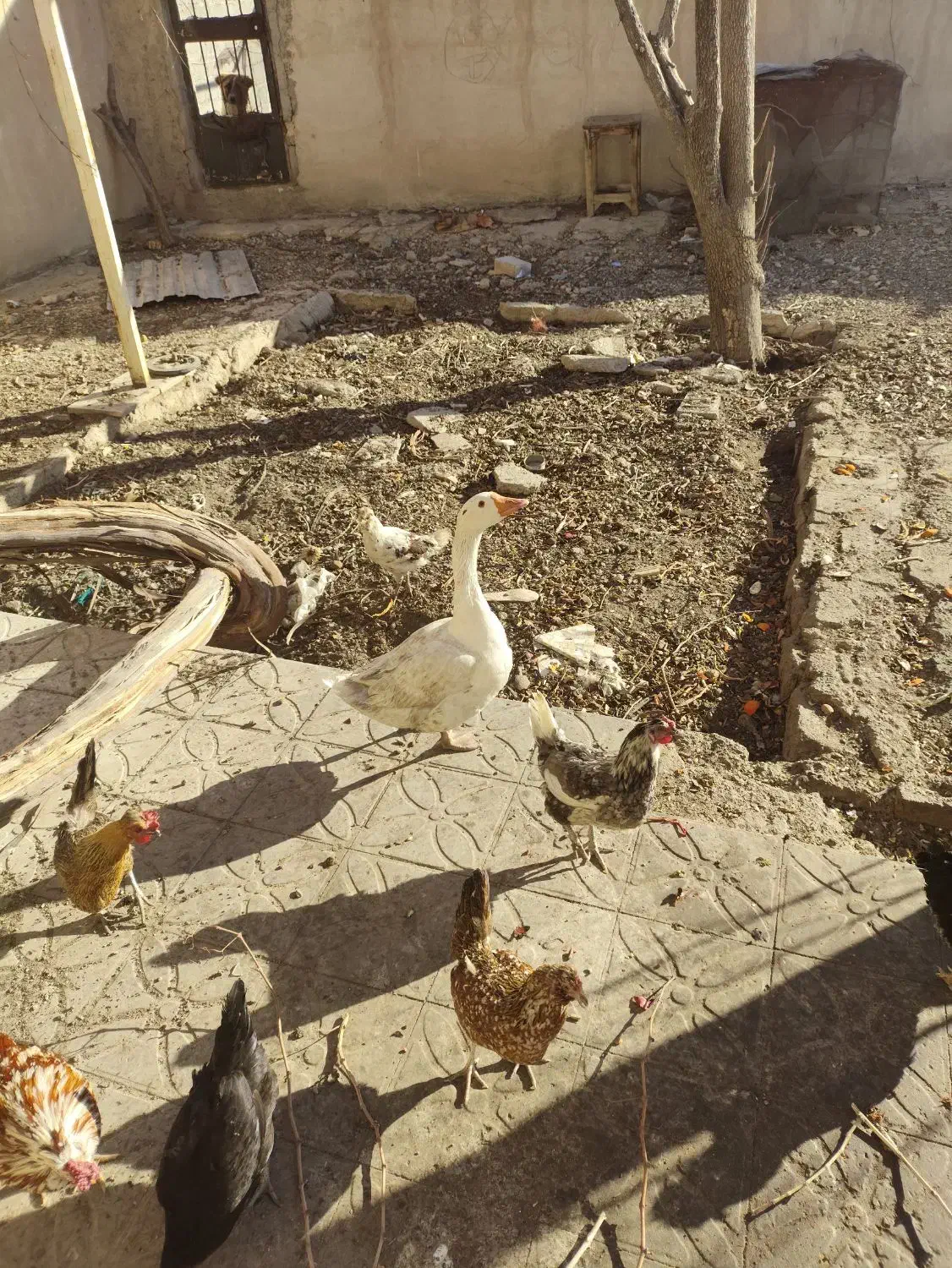 غاز|حیوانات مزرعه|فولادشهر, زاینده رود|دیوار