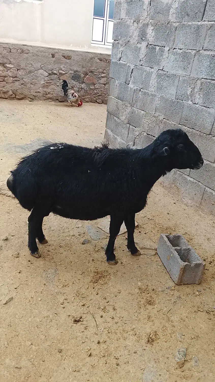 قوچ|حیوانات مزرعه|قره پشتلو, |دیوار