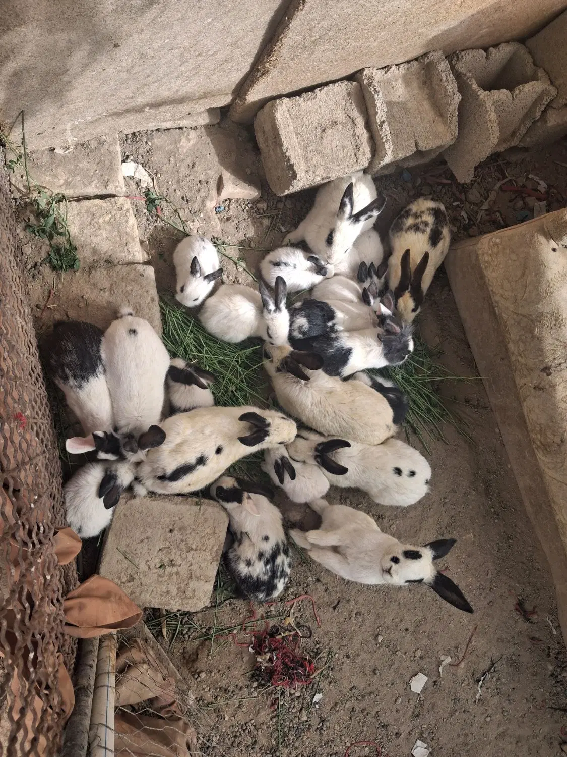 خرگوش|موش و خرگوش|کاشان, فاز ۱ ناجی آباد|دیوار