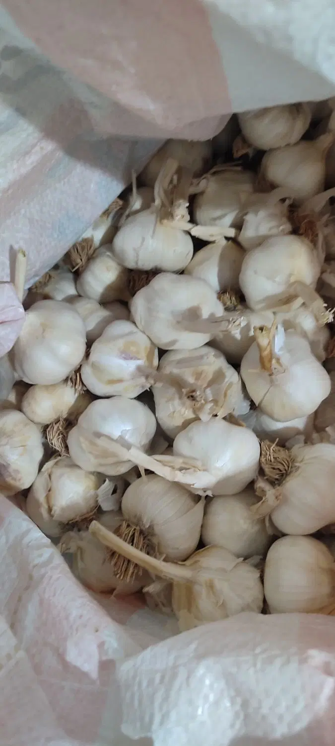 سیر|خوردنی و آشامیدنی|پائین جام, |دیوار