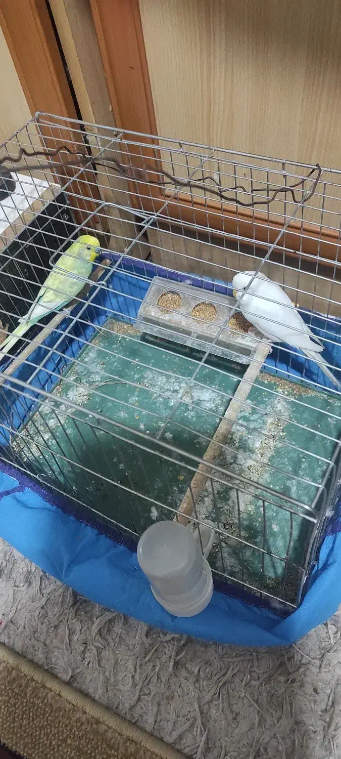 اهواز پردیس|پرنده|اهواز, پردیس|دیوار