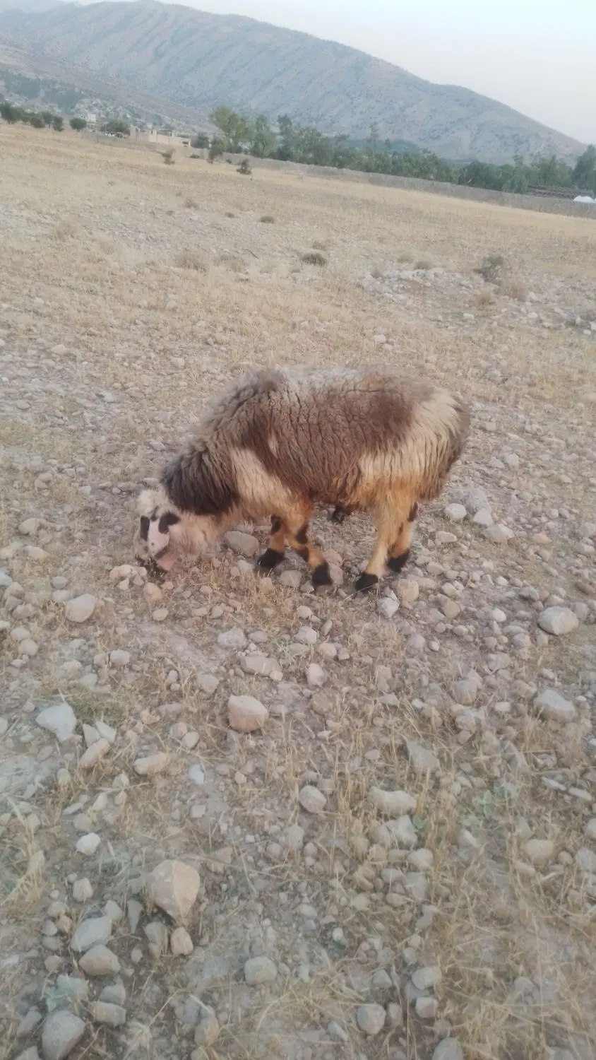 قوچ|حیوانات مزرعه|کوه چنار, |دیوار