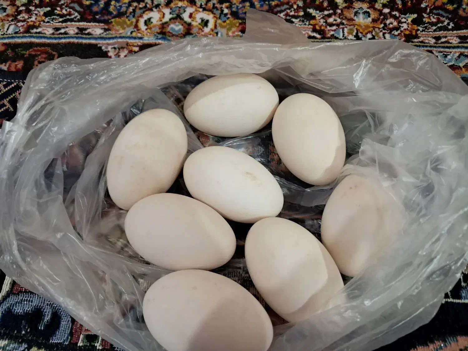 تخم غاز|حیوانات مزرعه|رشت, پل تالشان|دیوار