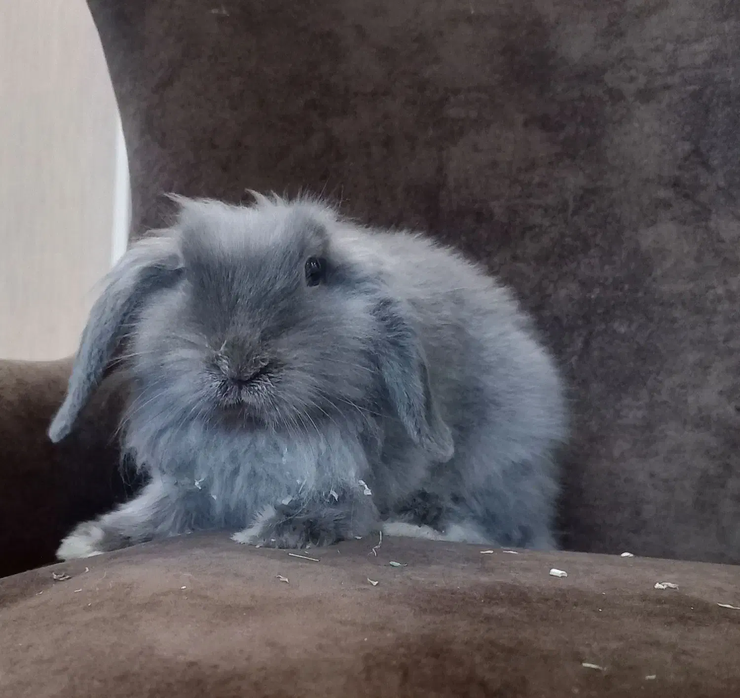 خرگوش مینی لوپ نر بالغ|موش و خرگوش|تهران, شهرک آزمایش|دیوار