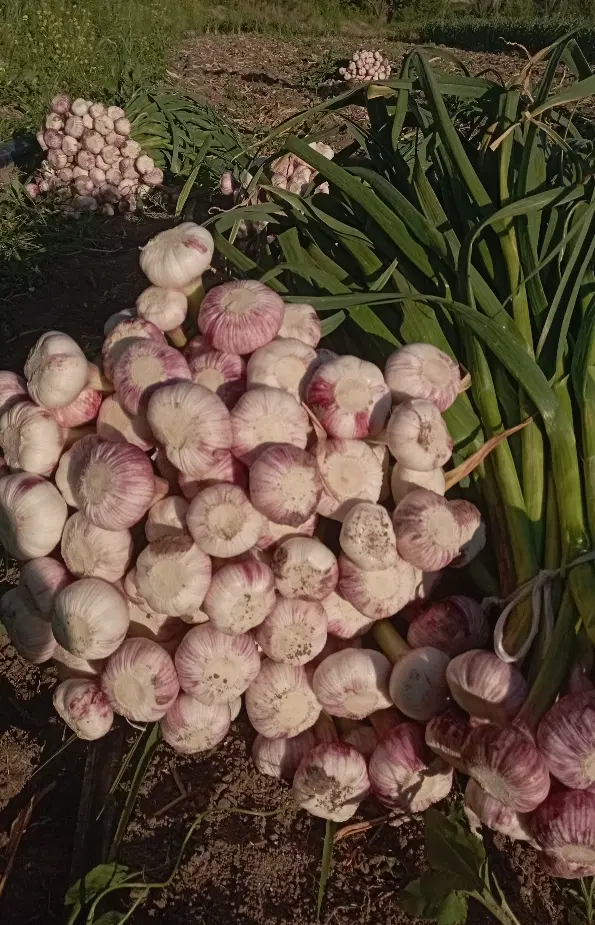سیر|خوردنی و آشامیدنی|هوراند, |دیوار