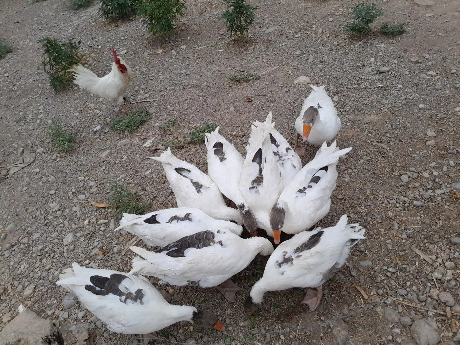 ۹عدد غاز|حیوانات مزرعه|شیروان (لرستان), |دیوار