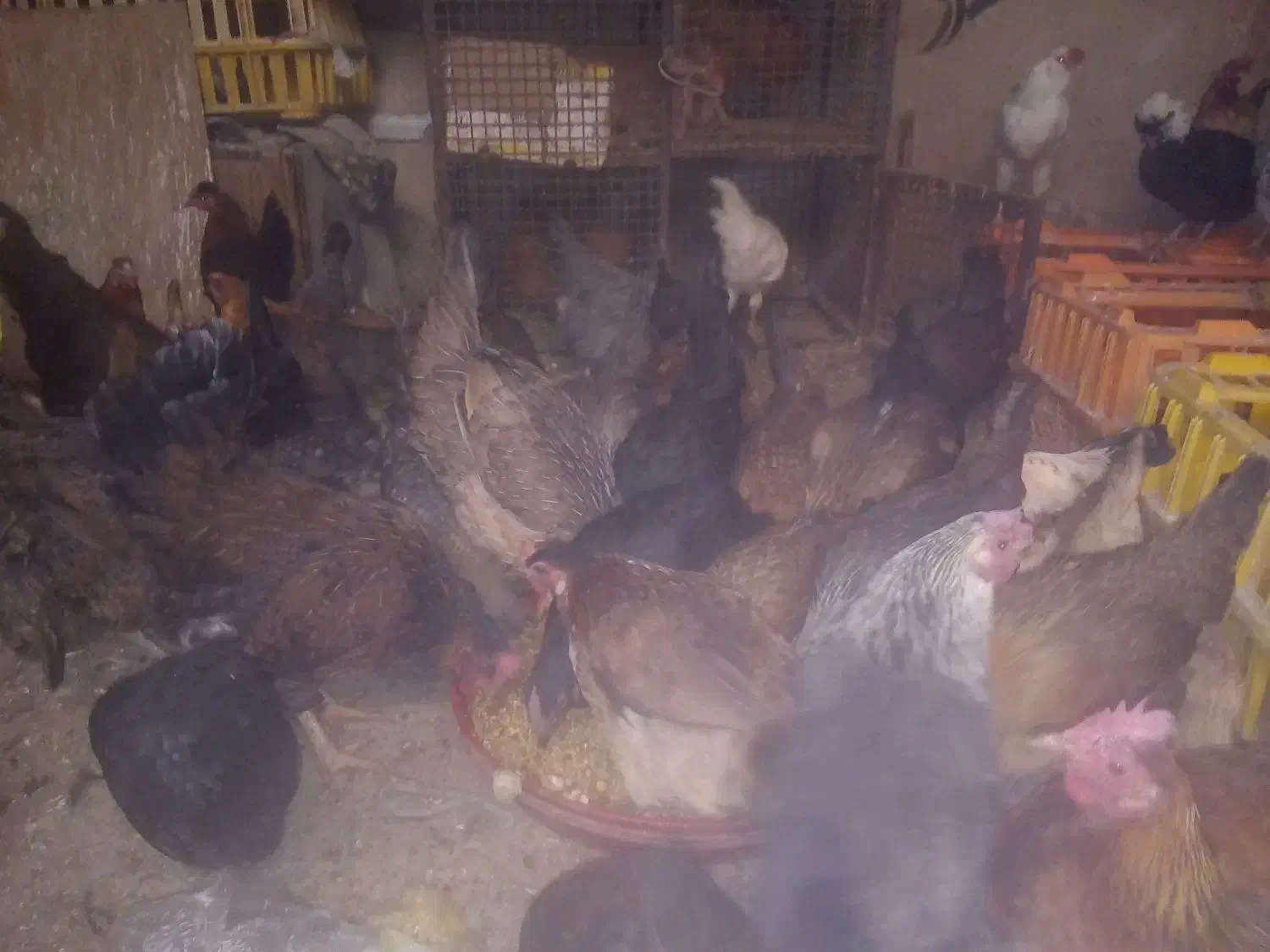 مرغ محلی|حیوانات مزرعه|سنندج, |دیوار