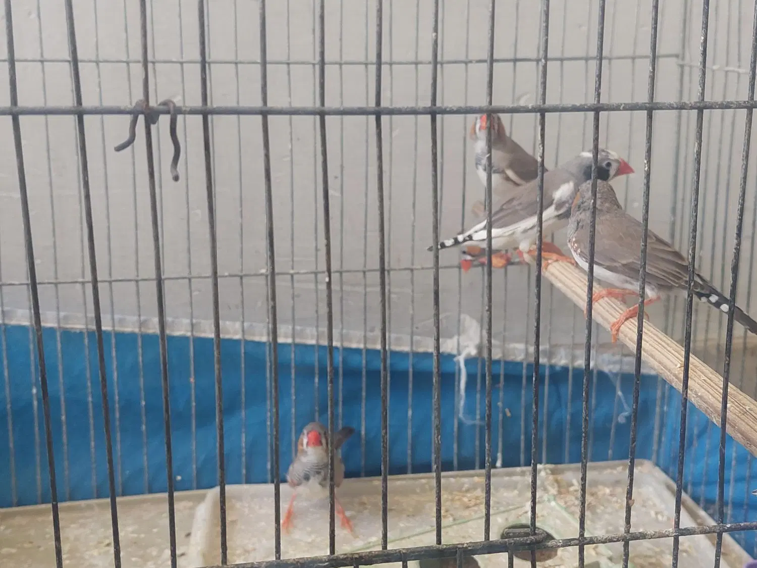 فنچ|پرنده|اصفهان, شمس آباد|دیوار