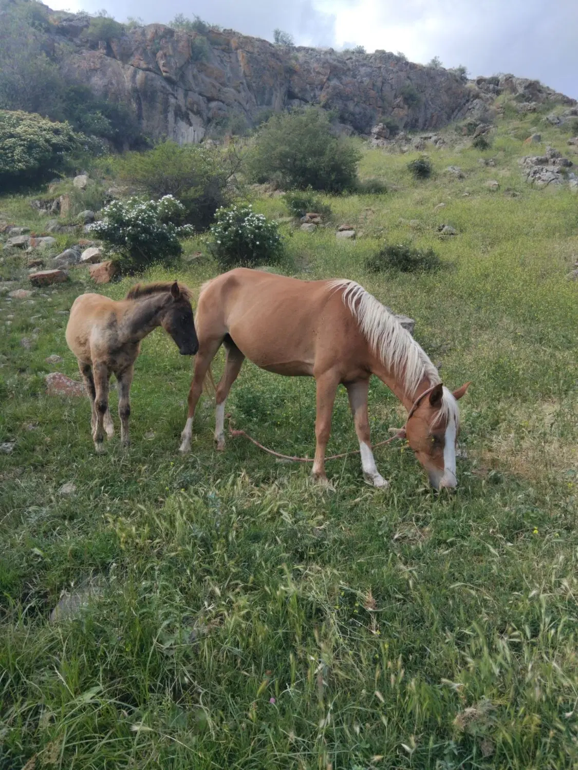 اسب|اسب و تجهیزات اسب‌سواری|اردبیل, |دیوار