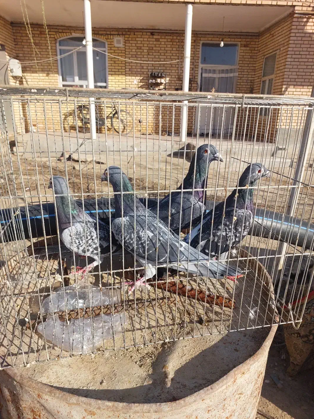 پلاکی|حیوانات|میاندوآب, |دیوار