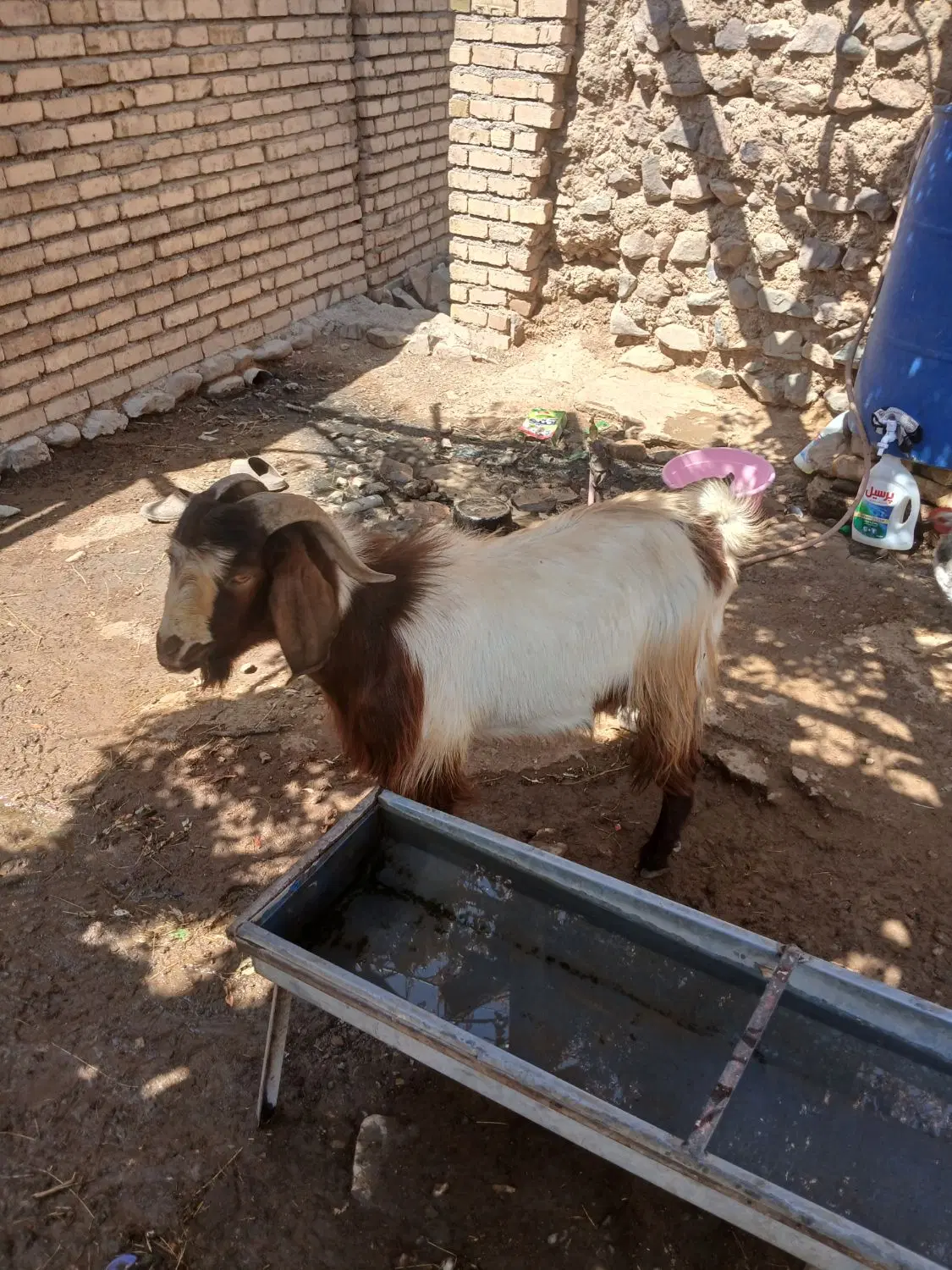 بز نر|حیوانات مزرعه|زنجان, |دیوار